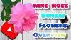 Wine Rose Bonsai Baby Pink Colour Flowers Overview Rare Knowledge
